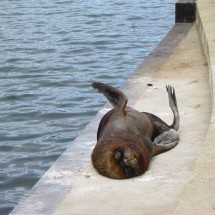 Lazy Sea Lion